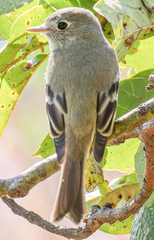 Empidonax hammondii