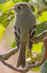 Empidonax hammondii