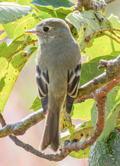 Empidonax hammondii