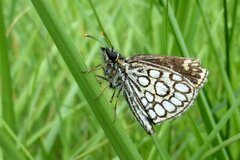 Heteropterus morpheus