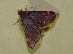 Pyraustinae