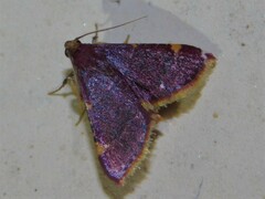 Pyraustinae