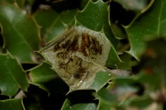 Phyllonorycter belotella