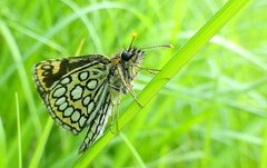 Heteropterus morpheus