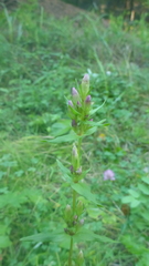 Gentianella amarella acuta