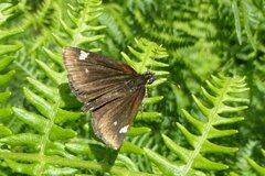 Heteropterus morpheus