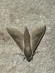 Xylophanes porcus