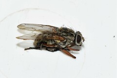 Phaonia mediterranea