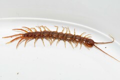 Eupolybothrus litoralis