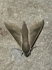 Xylophanes porcus