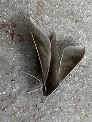Xylophanes porcus
