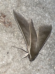 Xylophanes porcus