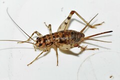 Gryllomorpha