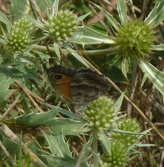 Pyronia cecilia