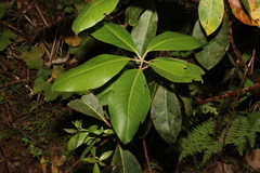 Lophostemon confertus