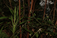 Lophostemon confertus