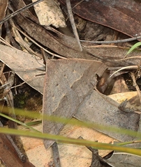 Epidesmia hypenaria
