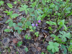 Lathyrus humilis