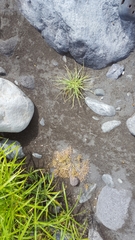 Fimbristylis bisumbellata