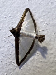 Diaphania