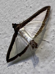 Diaphania
