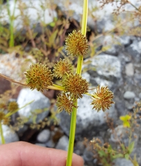 Cyperus difformis image