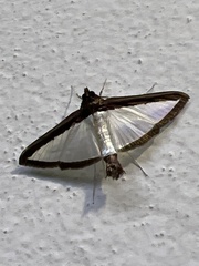 Diaphania
