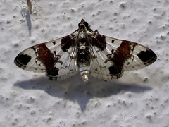 Spilomelinae