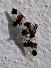 Spilomelinae