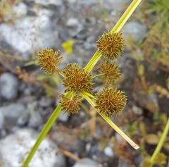 Cyperus difformis image