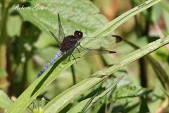 Erythrodiplax atroterminata