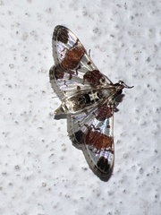 Spilomelinae