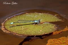 Acanthagrion lancea