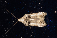 Aristotelia paradesma