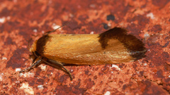 Olbonoma disticta