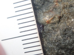 Afrolittorina acutispira