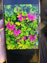 Rhododendron indicum