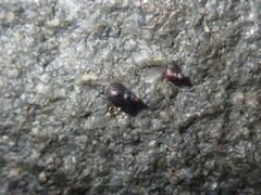 Afrolittorina acutispira