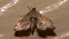 Parapoynx crisonalis