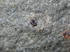 Afrolittorina acutispira