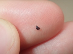 Afrolittorina acutispira