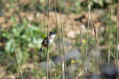 Pycnonotus xanthorrhous