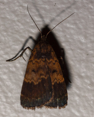 Hydrillodes funestalis