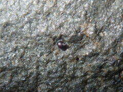 Afrolittorina acutispira