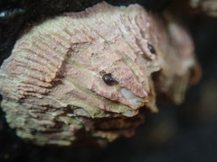 Afrolittorina acutispira