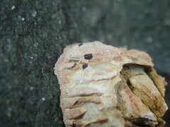 Afrolittorina acutispira