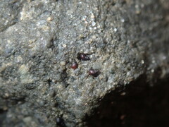 Afrolittorina acutispira