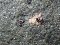 Afrolittorina acutispira