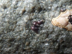 Afrolittorina acutispira