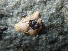 Afrolittorina acutispira